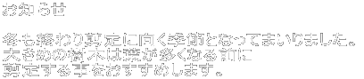 ���m�点  ���������~���悤�₭�I�������� ��������t�߂����C��ɂȂ��Ă��܂����B �A�������X�ɉ萁�����n�ߎ��`������₷�������ł��B ���̂����ɑ�܂��Ɍ`������Ă����� �����}��؂�Ȃ��čςނ̂Ŏ��؂ɗD�����ł��B